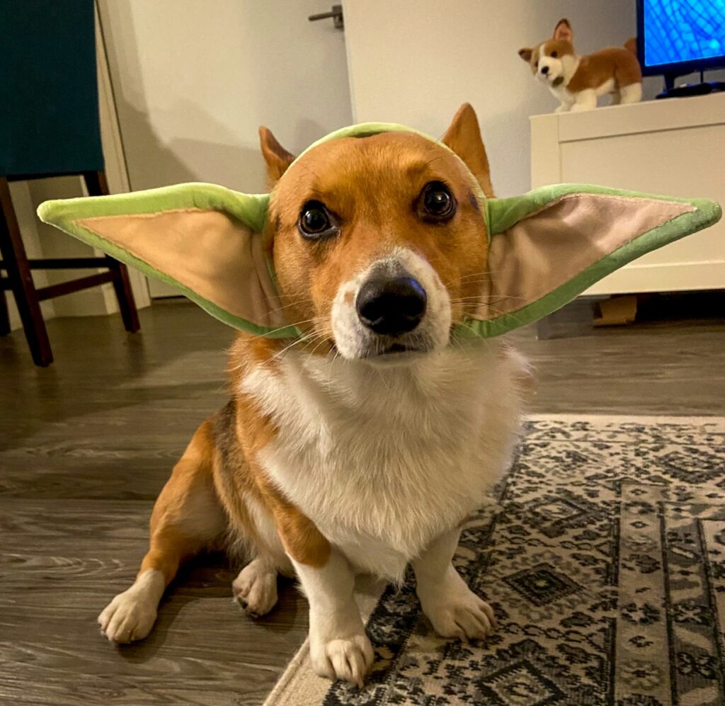 a dog sitting on a table